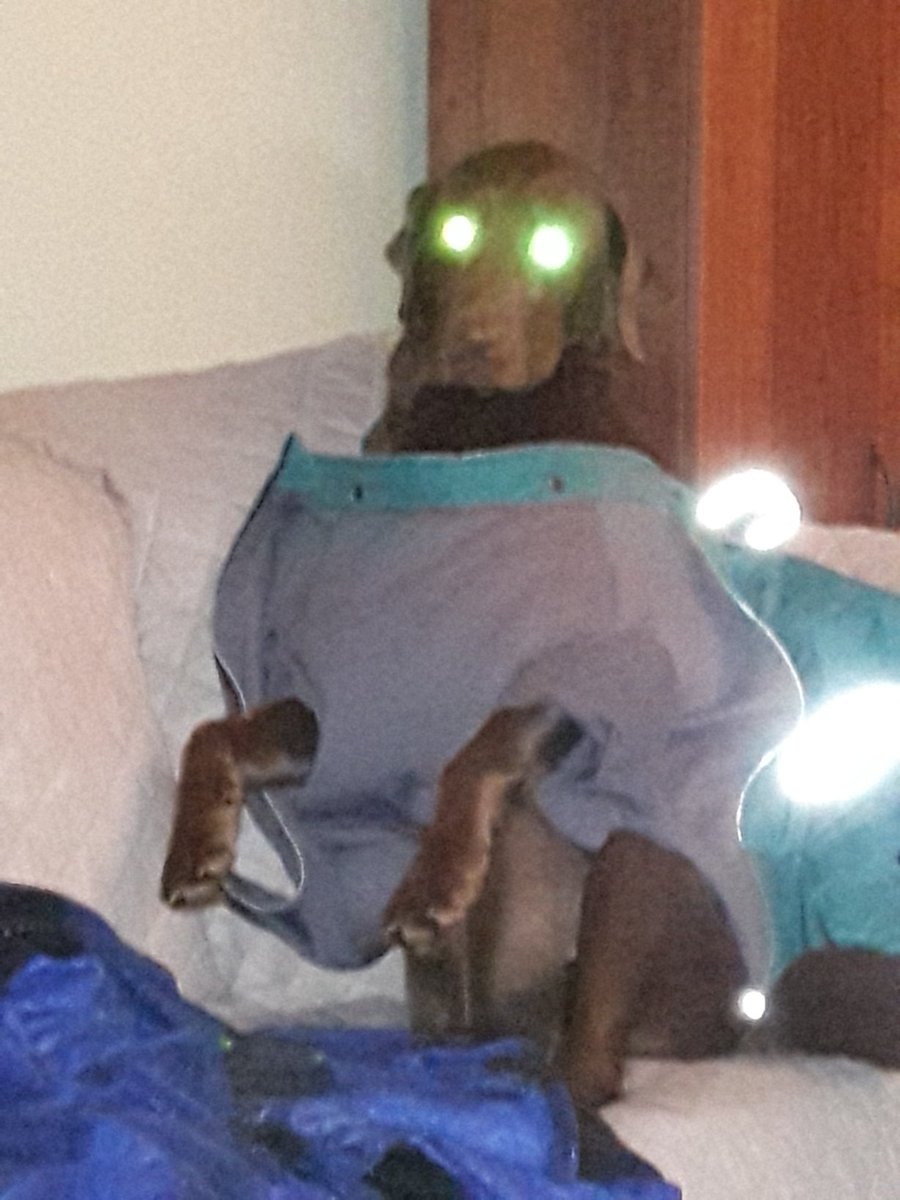ColetteFRiley's tweet photo. @CBC Skye, the chocolate lab, donning her raincoat. https://t.co/smmN7qs3lE
