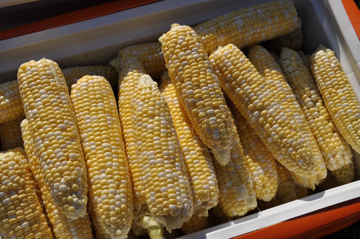 MBGovAg's tweet photo. #DYK more Manitoba farms are selling directly to consumers? Check out the new Direct Farm Marketing in Manitoba report at https://t.co/TZmNIIwzHu for all the details! #MBFood https://t.co/R4u551yCoB