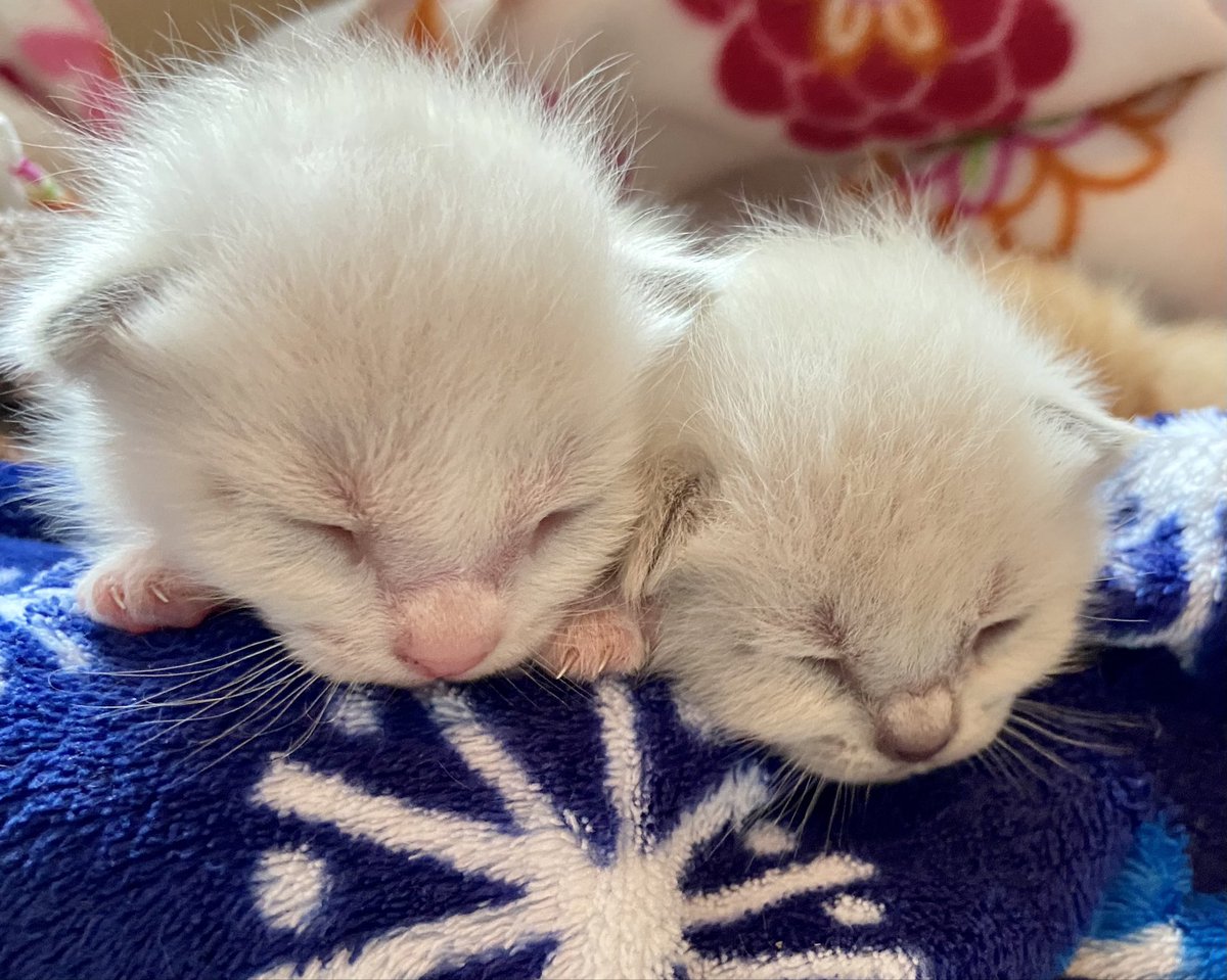 Double trouble! Well, not really. They don’t move around much yet 🤣 #HazelsCrew #kittens