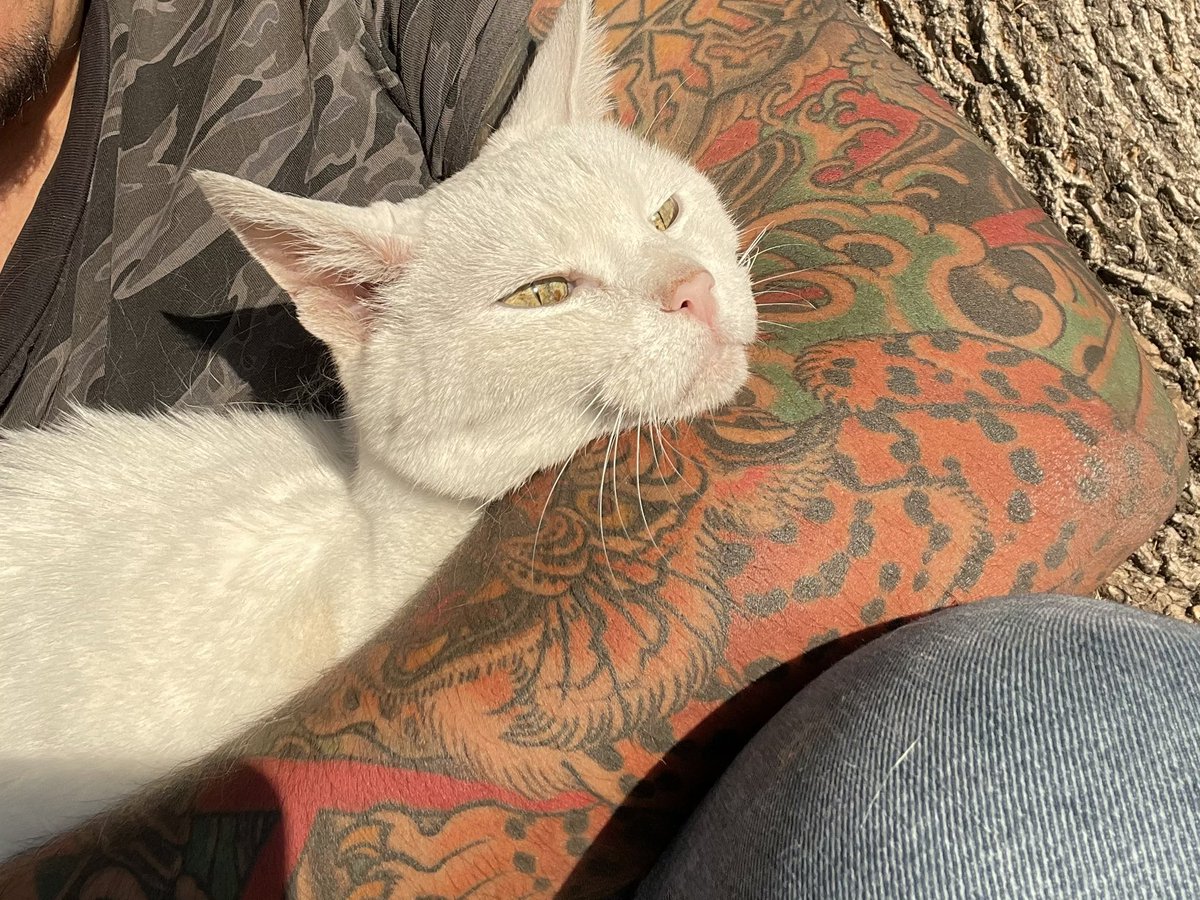 Today was a tough one.
My Linkster. My handsome man, my first pet, my little ghost spirit, my forever friend. I’m gonna miss you. Good job, bud. 18yrs was a helluva run. 🤍
