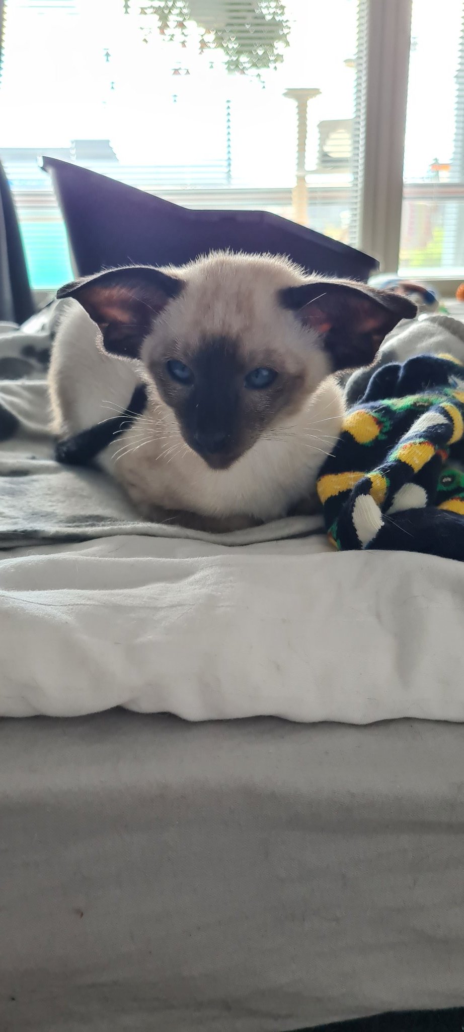 GoggleGuy on Twitter "buitengebieden Siamese cats can have floppy