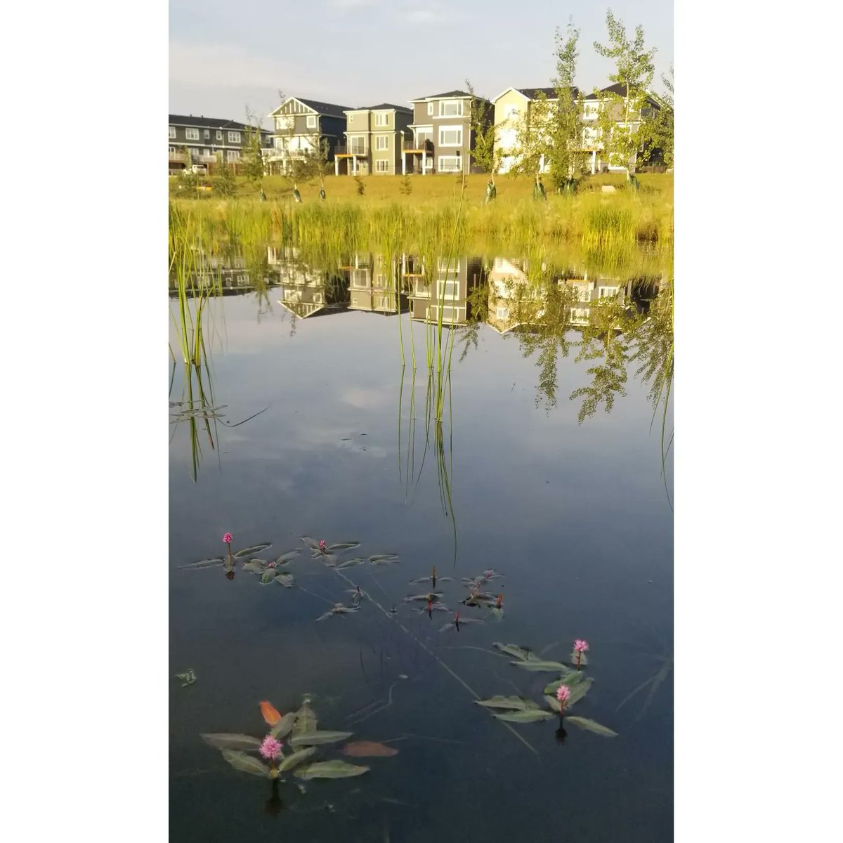 Magna_Eng's tweet photo. Biofilter in bloom at @QualicoYYC's Dawson's Landing storm park in Chestermere.
#stormpark #chestermere #dawsonslanding #engineeredwetlands https://t.co/mVWBMYiiYY