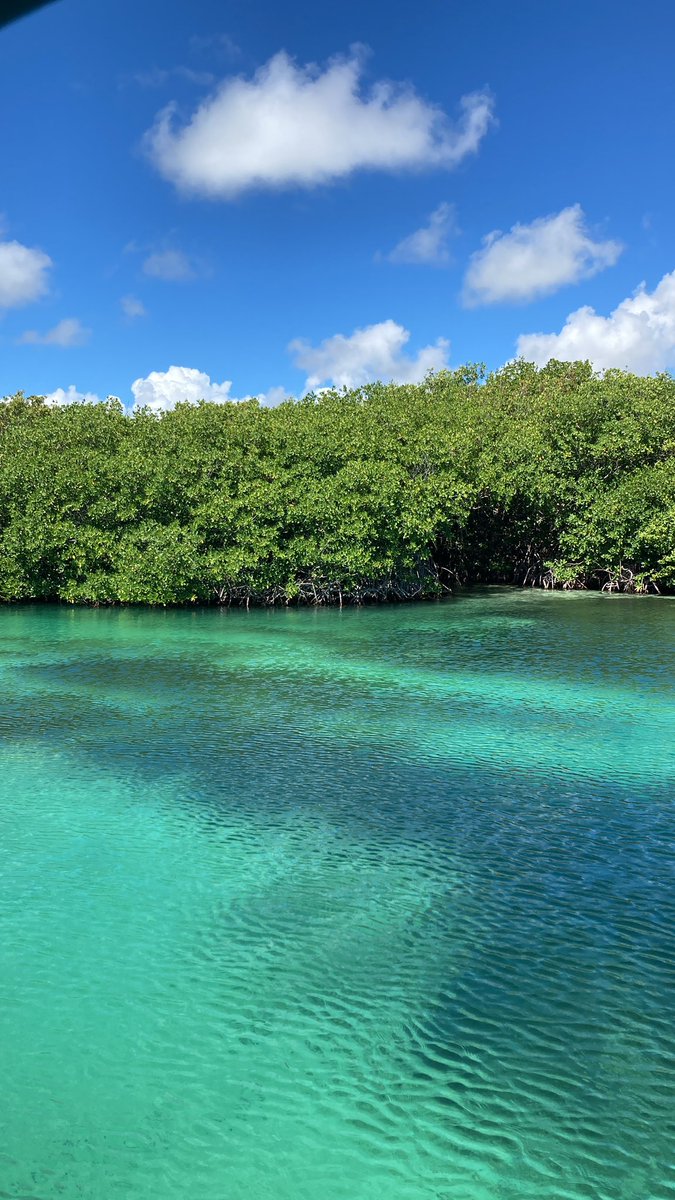 rmansilla83's tweet photo. Colores caribeños y mangle…
#caribe #mexico #caribemexicano #DrHa https://t.co/EFmRNqZ51Y