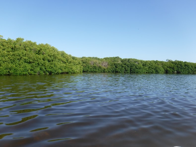 CinvesProdPrim's tweet photo. #Celestún es uno de los #OCR de #LANRESC. Es una #lagunacostera rodeada de manglares, con un gradiente salino de tipo estuarino, además cuenta con una extensa zona marina. Estuvimos muestreando la calidad del agua. Lee la nota completa: https://t.co/dyCtMe4cox https://t.co/ZslcXJQqga