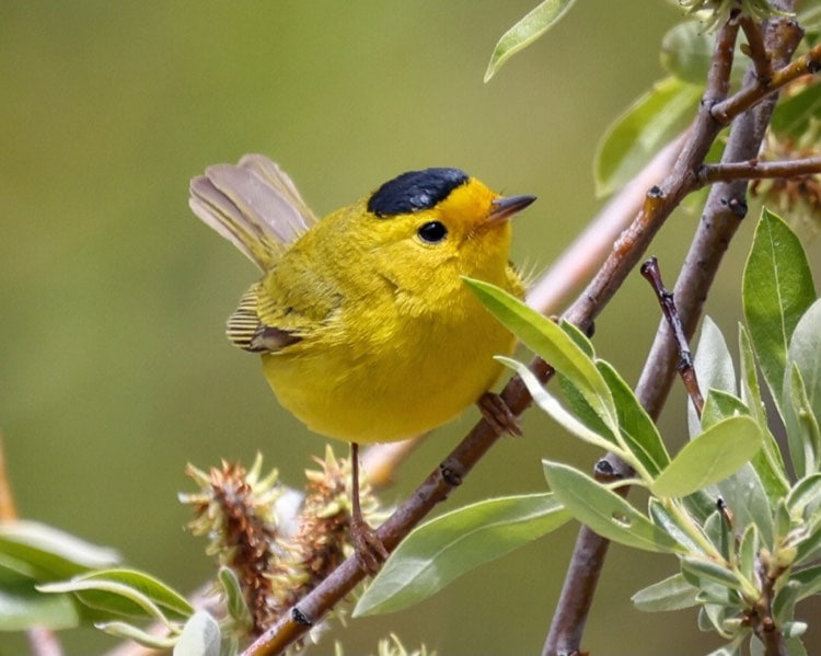 Mandy83041670's tweet photo. The Melonheaded Kinglet and the father of American ornithology
  Black-headed Wilson's Warbler  #birdphotography
#wildlife
#Canon
#BirdTwitter
#smallbird
#photography
#birds
#birdwatching
#birding
#birdphotography
#Robins
#TwitterNatureCommunity
#wildlifephotography 
#birdcpp https://t.co/gA10pfvwZ0
