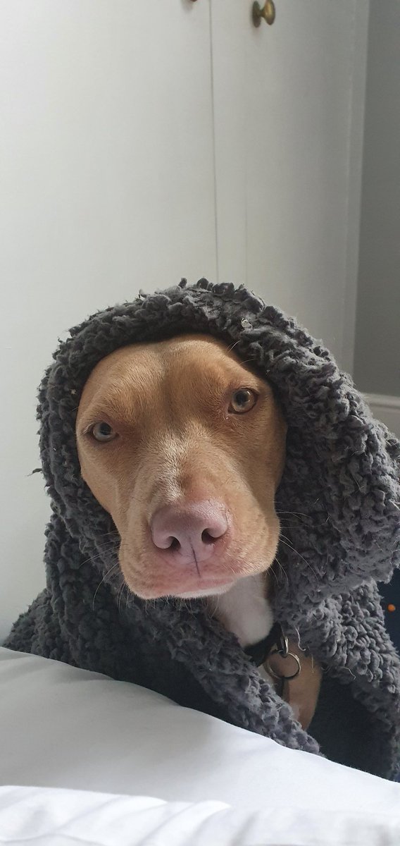 j_mistecky's tweet photo. @CBC Hey, I'm Nala and even though the world still scares me a bit, my mom says it be amazing if I would at least try. So I'll try my best. https://t.co/dMbfSg5c5I