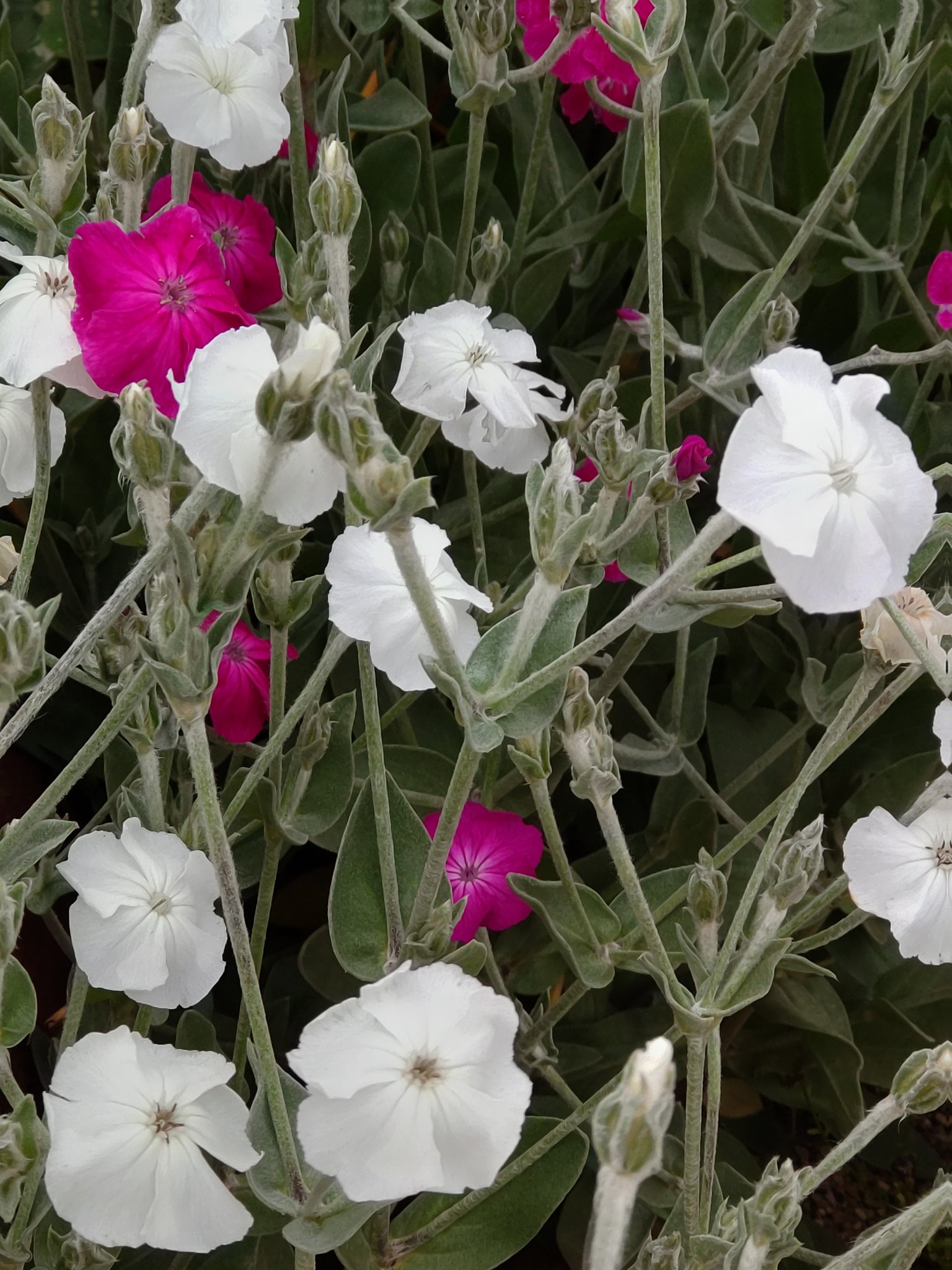 スーパーやさいマン ８ ２６の誕生花 スイセンノウ 酔仙翁 ナデシコ科の多年草 和名は茎の先端に咲く赤い花の姿が酒に酔った仙人に見立てたことに由来 花言葉は 好感 T Co Aewybmxov5 Twitter
