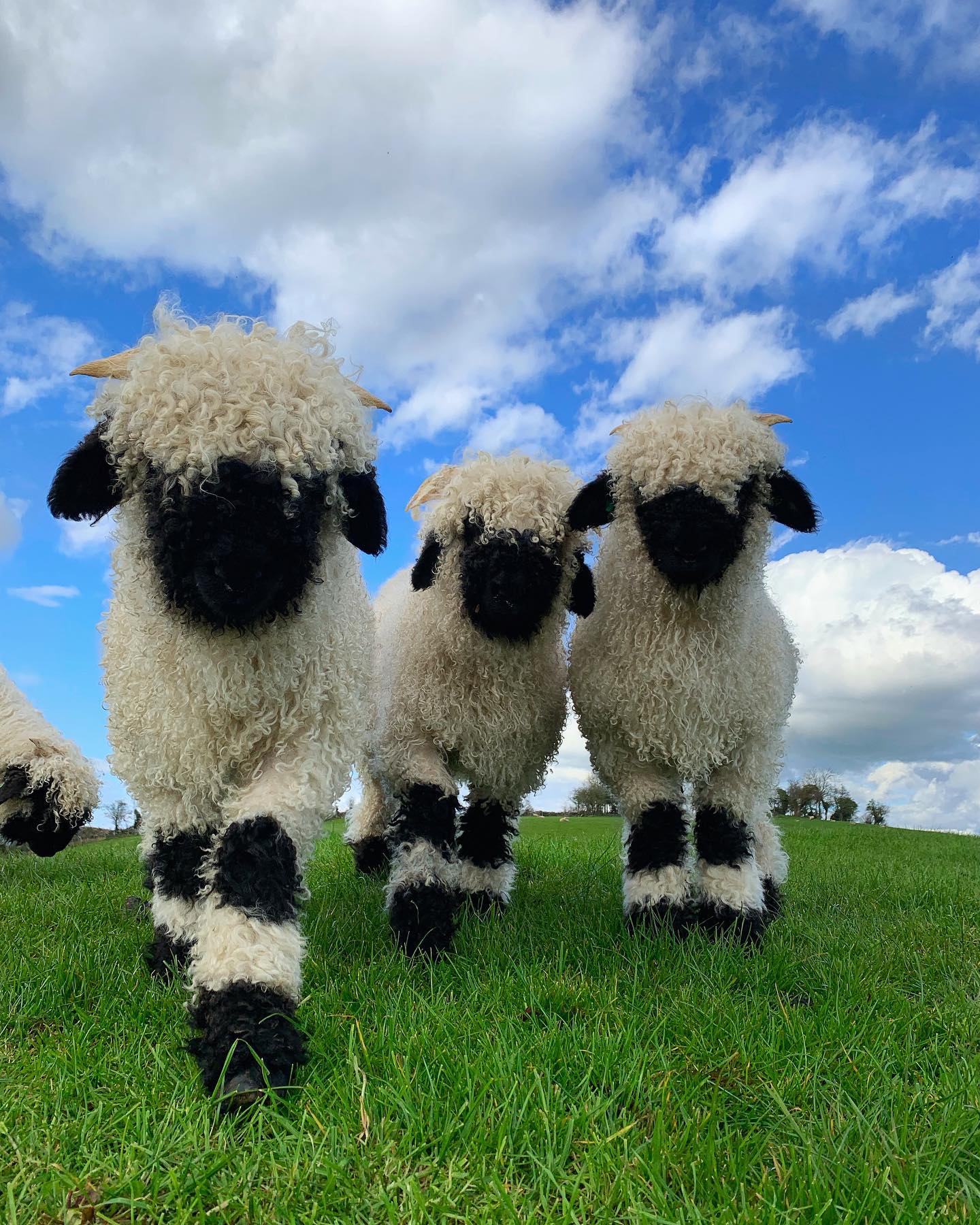 The world's cutest sheep: Valais Blacknose sheep resemble stuffed toys - Healtimart.com
