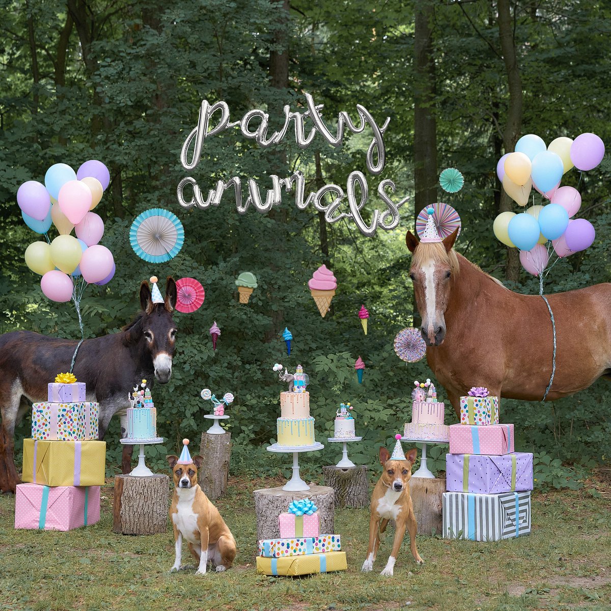 Open your heart to Two 💙💖

Marilyn and Abraham’s bond will tear at your heartstrings. They look to each other for comfort and guidance. Looking for a home together.