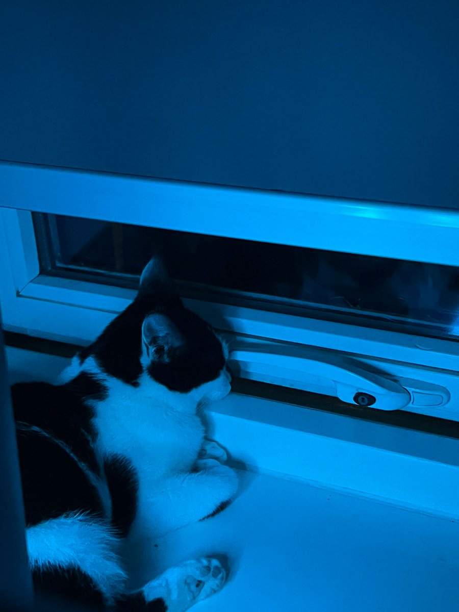 weenieonthings's tweet image. Weenie on windowsill