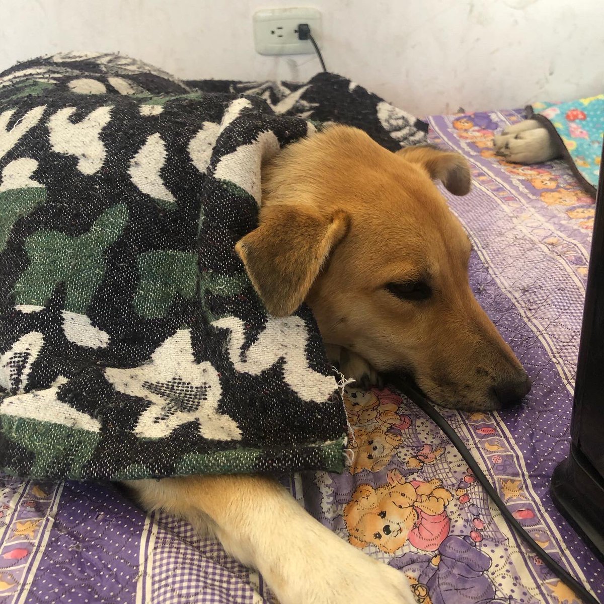 RioCapitalAnima's tweet photo. ✅ 53 esterilizaciones n #Quimiag, 53 vidas cambiadas eso es lo q nos alienta a seguir🐕🐈
Nos alegra saber q en conjunto con los funcionarios del GAD de #Riobamba estamos combatiendo d raíz el maltrato animal. Gracias a todas las personas voluntarias q apoyan esta gran campaña https://t.co/UjUrkylAoj
