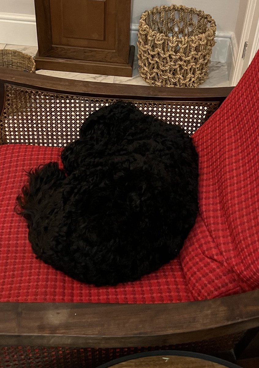 OdinAllbother's tweet photo. Sorry Beetle @BeetleBMD, I just can't resist - this one's for you pal! ๐คฃ๐ #OdiPuzzle #WheresMyBooper #BlackDogProblems #TwinsiesOnTwitter https://t.co/wgxSdmep5b