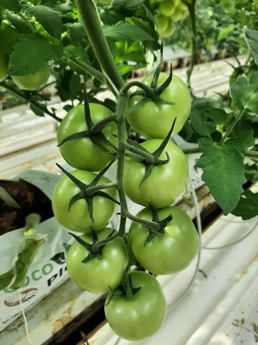 Topraksız tarımda düzenli ilgi, düzenli kontrol, düzenli kültürel işlem ve bitkiyle empati yapılınca ortaya çıkan o güzel görüntü