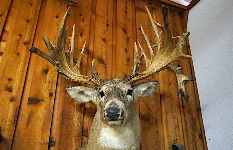 DeerBlast's tweet photo. Here's the reason Maine's deer record hasn't been broken in 100+ years! 👀🤯  How 'bout – 259" B&amp;C!! 🤯 Story was in the last DB email: https://t.co/pkTveQPbhH 
📸 @wospaces #deerhunting https://t.co/ObO4wSEmfu https://t.co/NYoZvyk4LQ