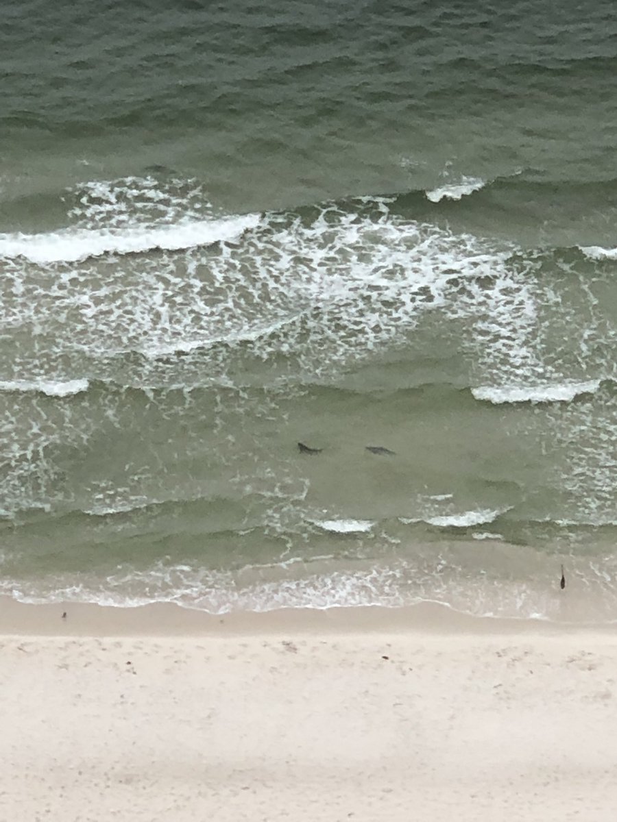 tpfmm's tweet photo. Sharks in OBA @spann https://t.co/5zpGWzmYmJ