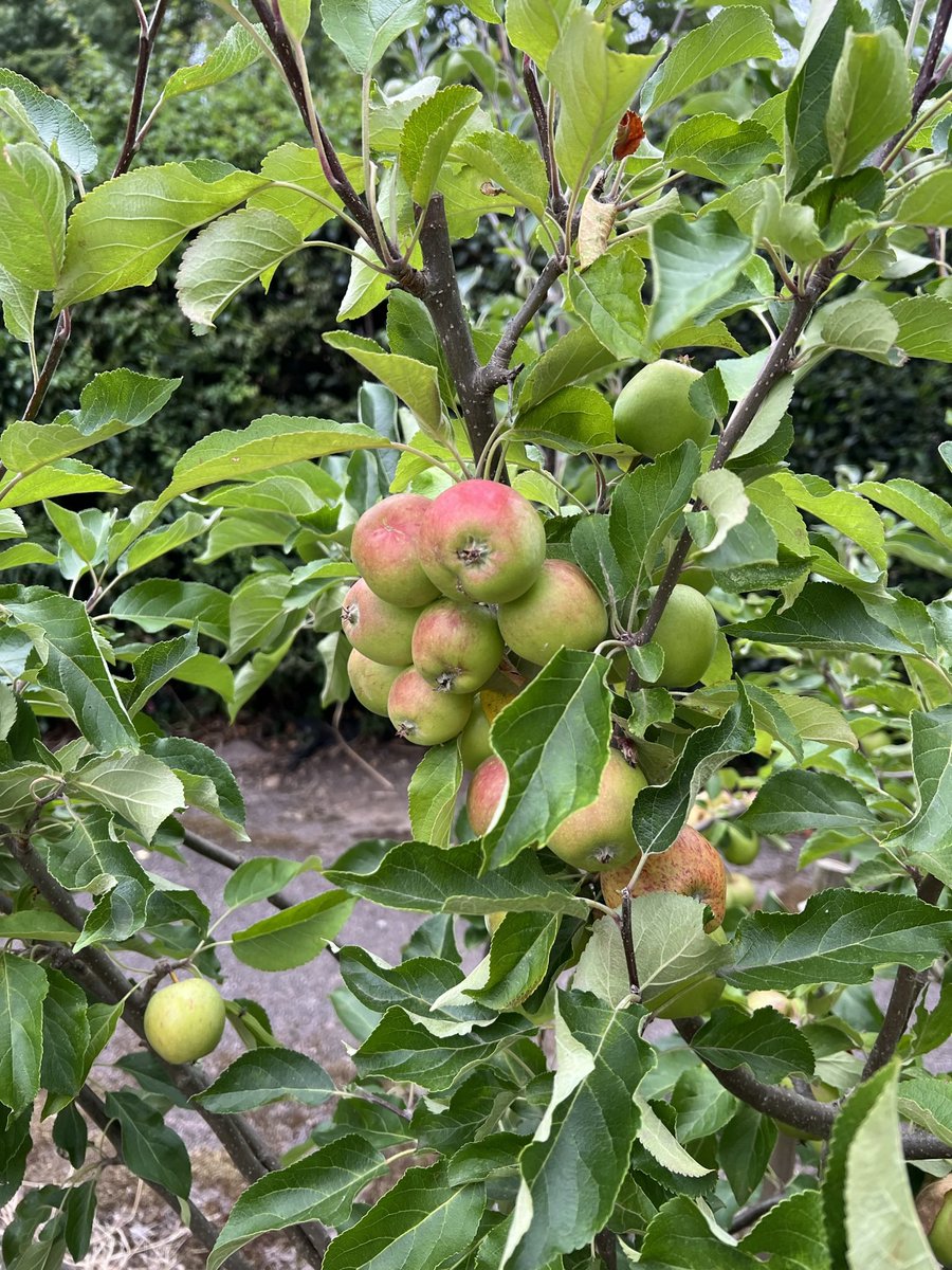 Babar Elahi tweet media