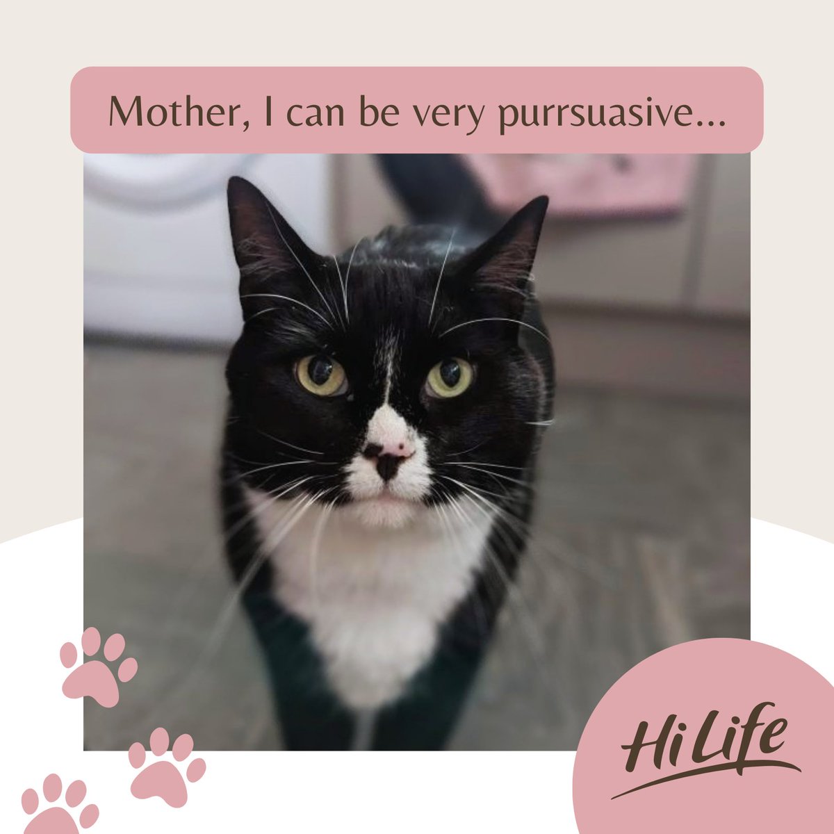 Robbie's owner let us know what she thought of Hilife cat food for Robbie &amp; his sister Luna: "My cats are so healthy, glossy, &amp; bright eyed since being on Hilife, they love it so much, thank you!" 

We're so happy to hear that our food is helping pets be their best selves 😻🐾