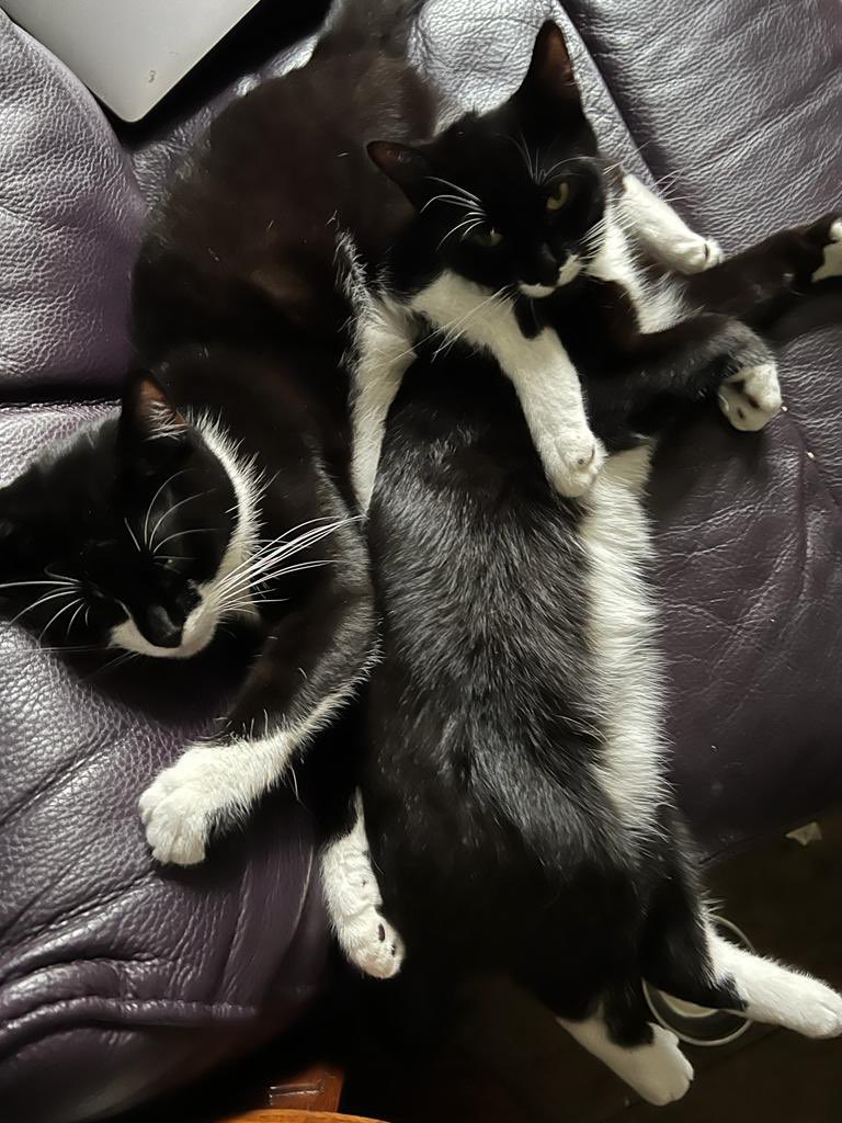 @kashfiakabir Tuxedo shorthairs adopted from @CeliaHammond they’re so sweet and also very naughty in the best possible way.