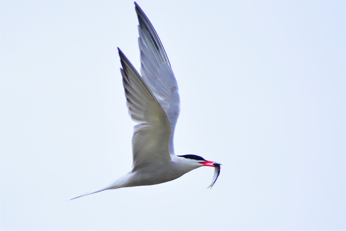 Spittalfield's tweet photo. Terms on the Isle of May. Lovely graceful birds. Great to watch 😘
#IsleofMay #watching #Terns https://t.co/BoDJKeVBCz