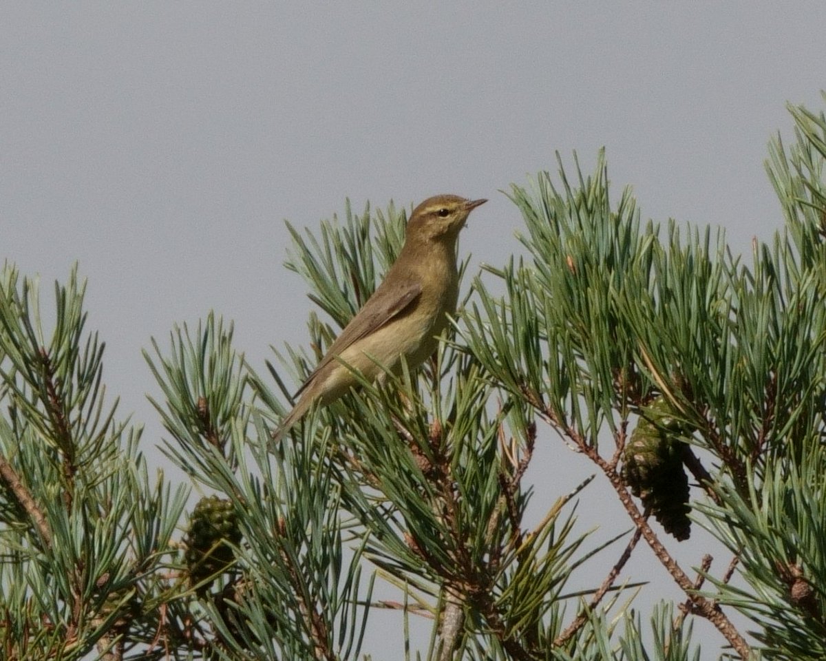 deric_king's tweet photo. Trying to get to grips with this bird photography thing (if you can't beat them join them with @JoKingDevon !) and learning to use the Sony RX10 iv Not easy but a few taken whilst in Dorset #WillowWarbler #GreatCrestedGrebes #Osprey &amp; v distant #WhiteTailedEagle https://t.co/GyjN6Geiud