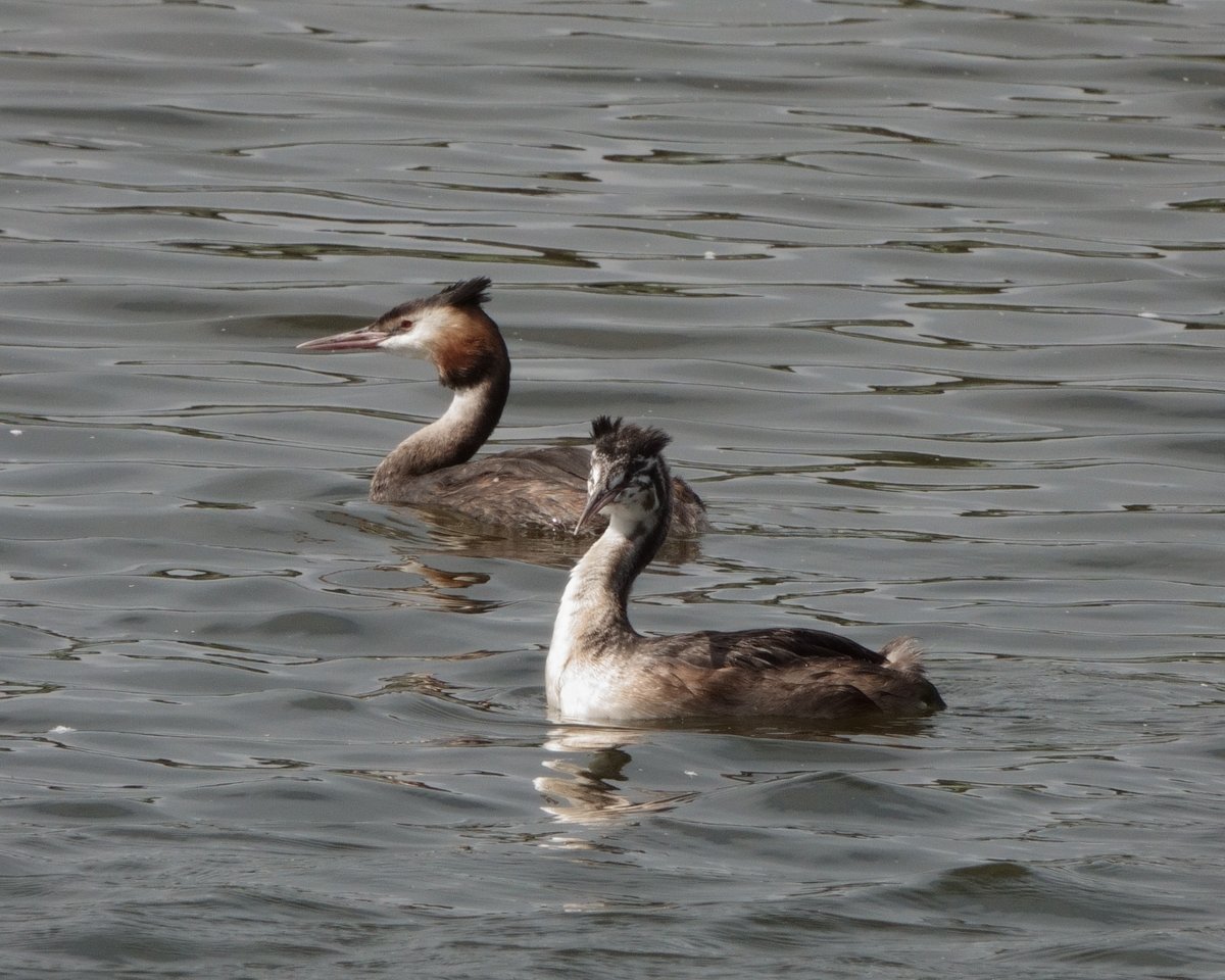 deric_king's tweet photo. Trying to get to grips with this bird photography thing (if you can't beat them join them with @JoKingDevon !) and learning to use the Sony RX10 iv Not easy but a few taken whilst in Dorset #WillowWarbler #GreatCrestedGrebes #Osprey &amp; v distant #WhiteTailedEagle https://t.co/GyjN6Geiud