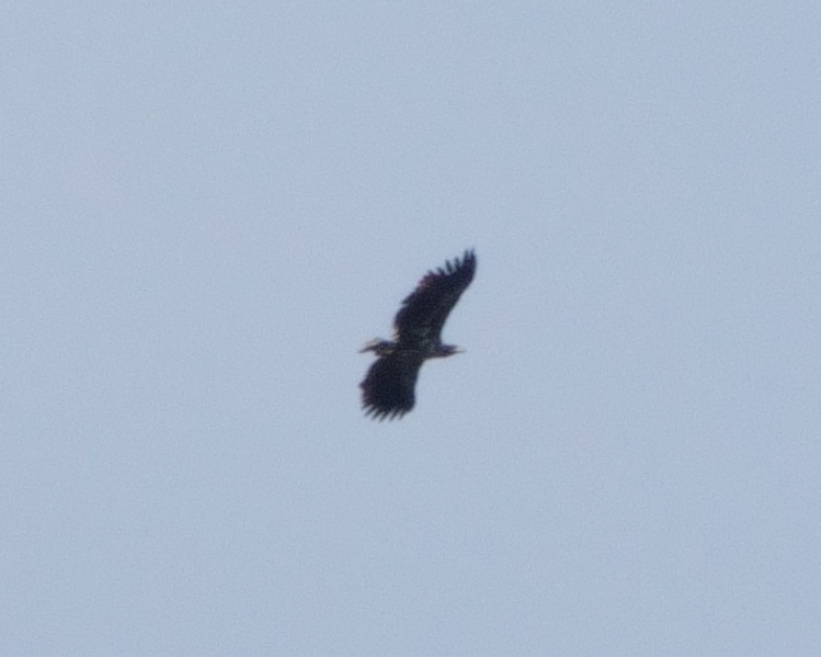 deric_king's tweet photo. Trying to get to grips with this bird photography thing (if you can't beat them join them with @JoKingDevon !) and learning to use the Sony RX10 iv Not easy but a few taken whilst in Dorset #WillowWarbler #GreatCrestedGrebes #Osprey &amp; v distant #WhiteTailedEagle https://t.co/GyjN6Geiud