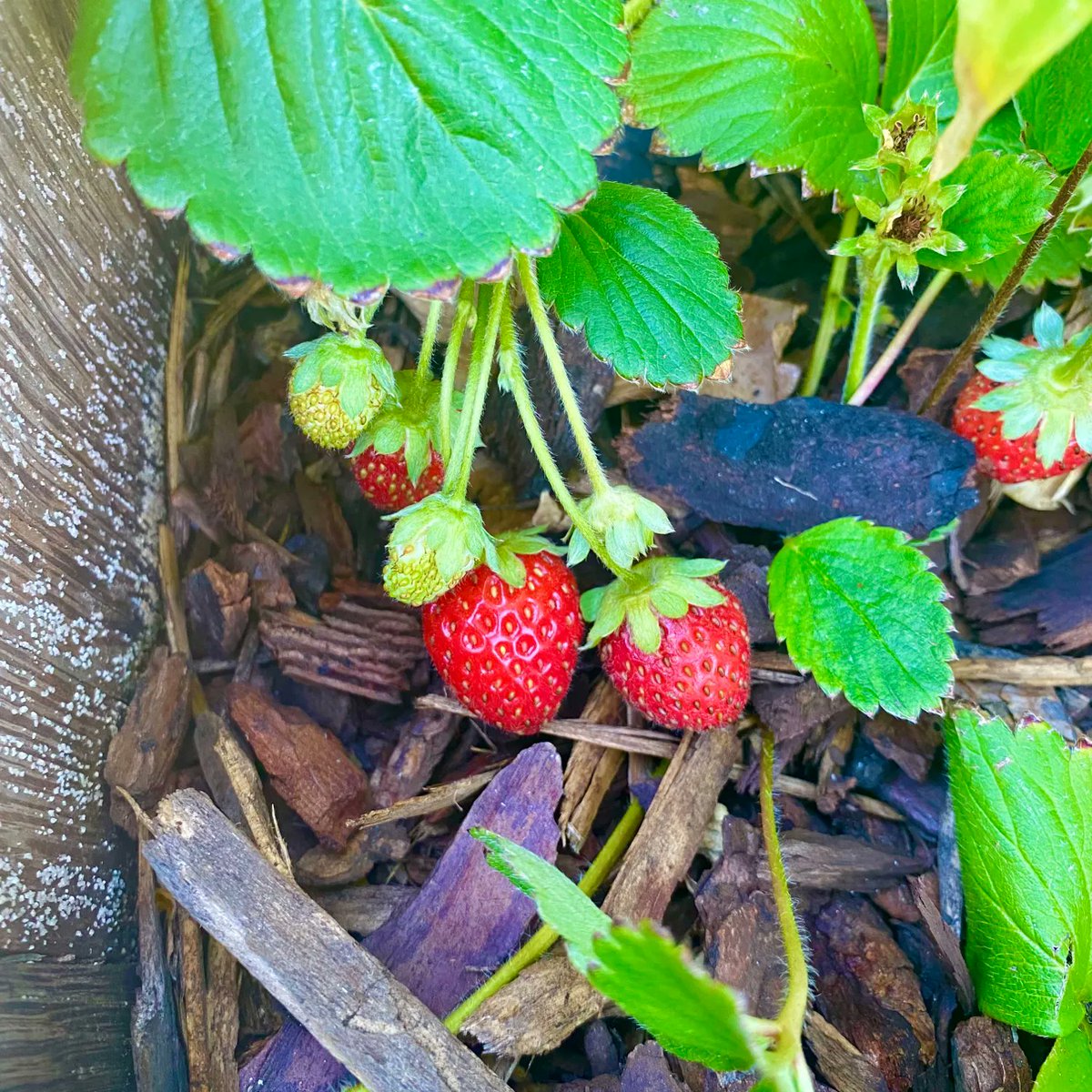 Loving my strawberries 
.⁣
#blackgirlsthatgarden #blackgirlswithgardens  #ediblegarden #garden #gardener #gardening #gardeningismytherapy #gardensofinstagram  #growyourownfood   #kitchengarden #organicgardening   #plantsmakepeoplehappy #raisedbedgardening    #urbangarden  #zone9