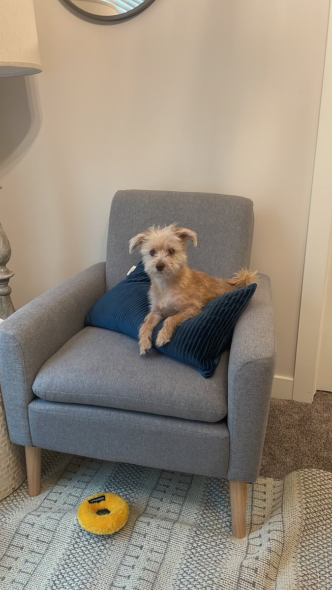 simanpanaych's tweet photo. @CBC This Ella! She’s a sweetheart and loves to act like the princess that she is👸🏻 here is her sitting on her throne ❤️ https://t.co/gy0YP39oEB