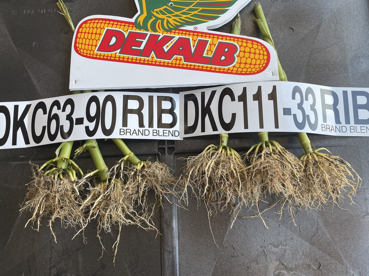 brotherbear5430's tweet photo. DKC111-33 SmartStax Pro- bests roots I’ve ever seen in  Plymouth Co Iowa !! 🌽🌽@DKCAsgrowNWIA @Asgrow_DEKALB @BayerTraits https://t.co/mHq94HRlqM