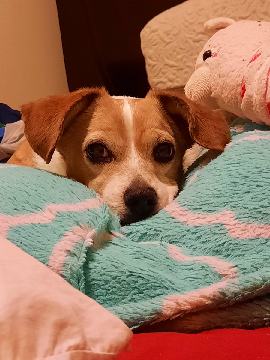 TwoSouthernChks's tweet photo. Yesterday was #WoofWednesday. Say hello to Sonny. She is the old lady of our crew. At the age of 12 she still has some spunk in her. A little bit of trivia: she was named after Sonny With a Chance. Her nicknames include: Sonny Bun, Sonny Bunny, Old Lady, Grandma, and Granny. https://t.co/hjb29djcko