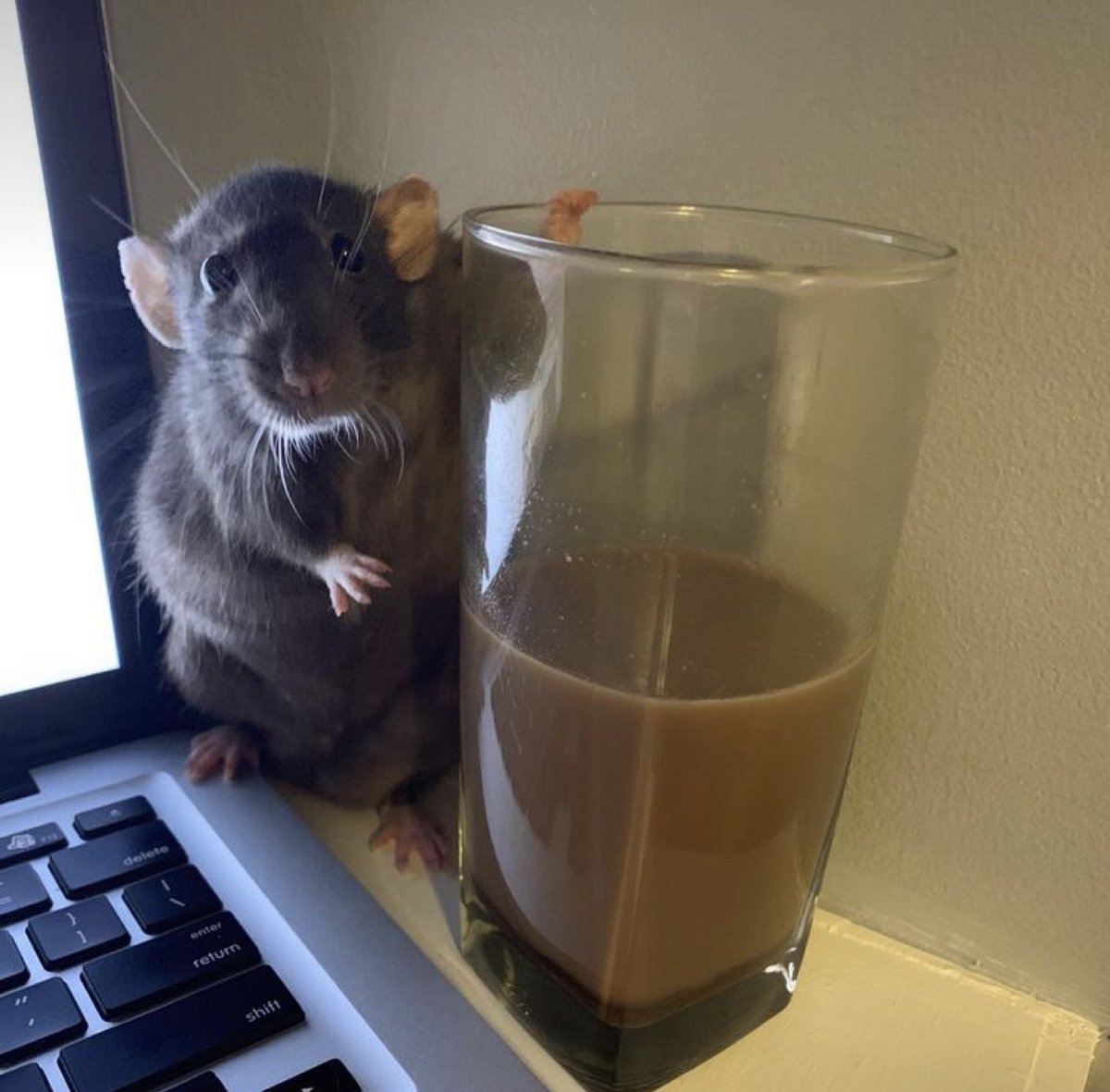 Rats tweet media