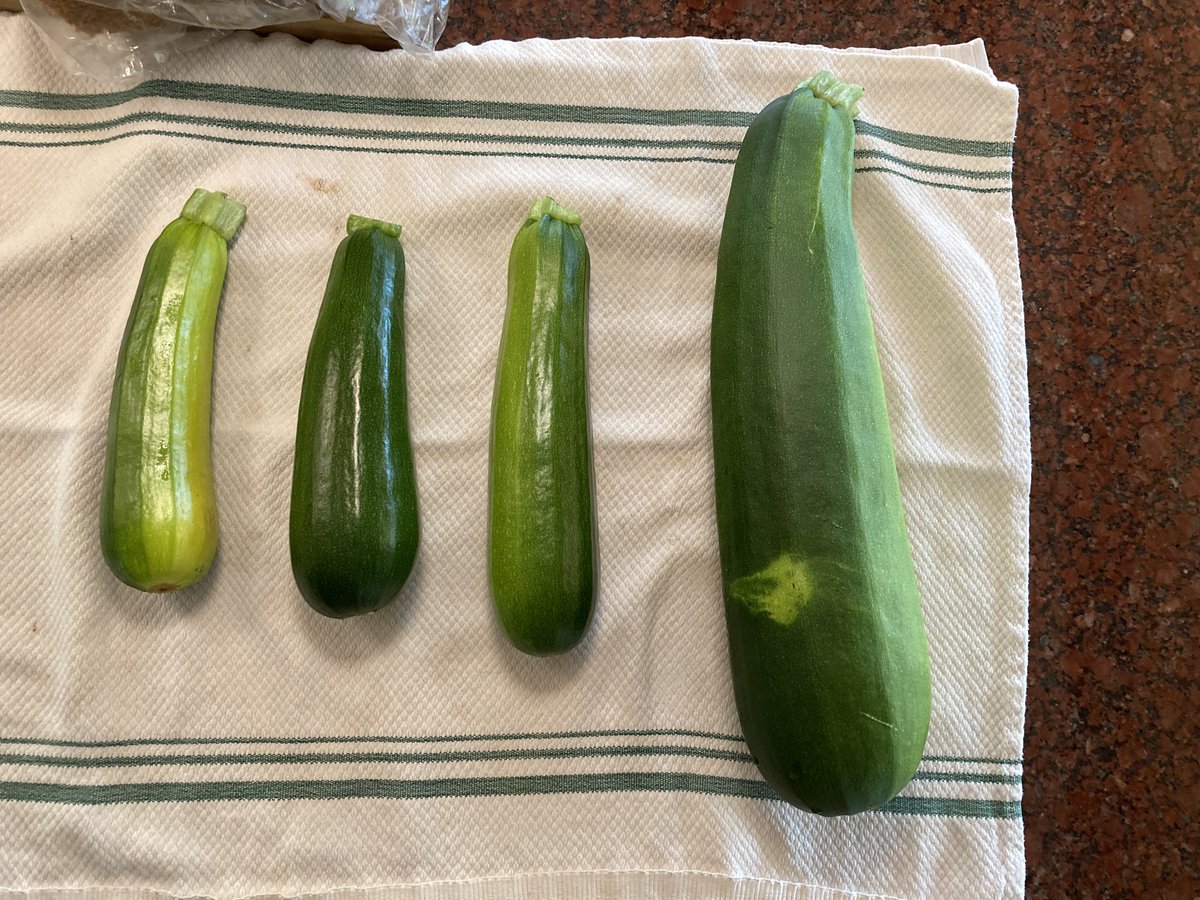 BadBruce's tweet photo. "Normal" #zucchini weighs about 10 oz.  The #stealthzucchini on the right weighed in at 2 lbs. 12 oz. https://t.co/4Qeak3IhcO