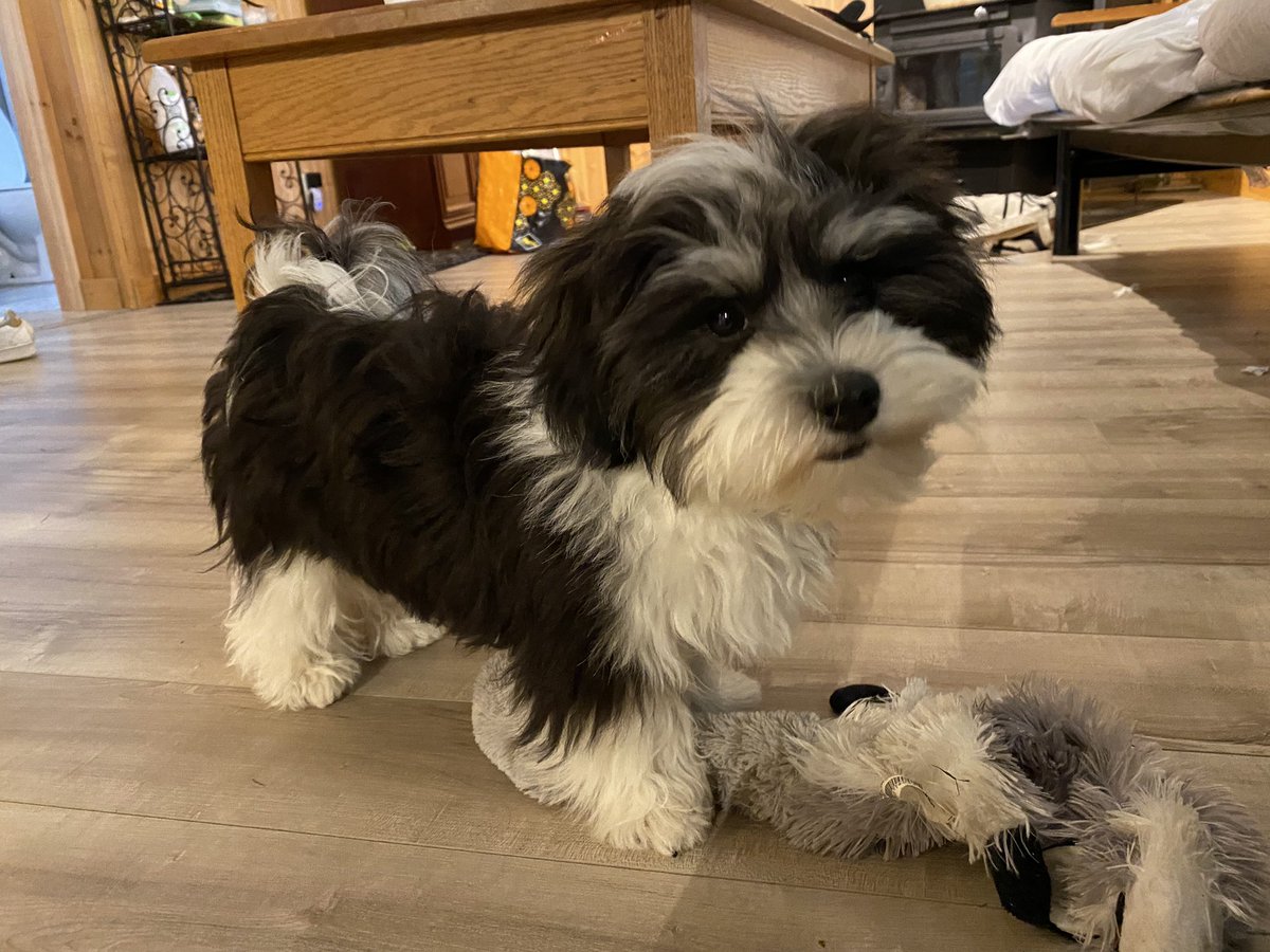 dwrighttoronto's tweet photo. @CBC This is Benjy. He’s almost five months old. https://t.co/cHitp61uv5