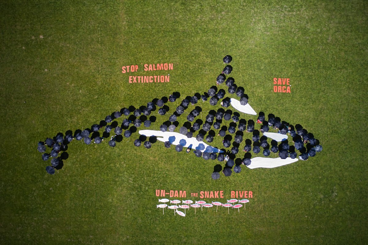 Env_Washington's tweet photo. We couldn't agree more with  @PattyMurray and @GovInslee statement regarding the state the Lower Snake River: "STATUS QUO IS NOT A RESPONSIBLE OPTION; EXTINCTION OF SALMON IS
CATEGORICALLY UNACCEPTABLE"
#FreeTheSnake #ChangeIsPossible #WaLeg #SaveOurOrcas https://t.co/kkNlL5wEkW https://t.co/yiYGa8MGFG