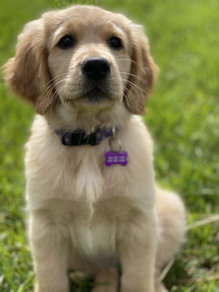 Science says to cuddle a puppy because you might live longer.
If you don’t, you got to snuggle a puppy, so win win. ❤️