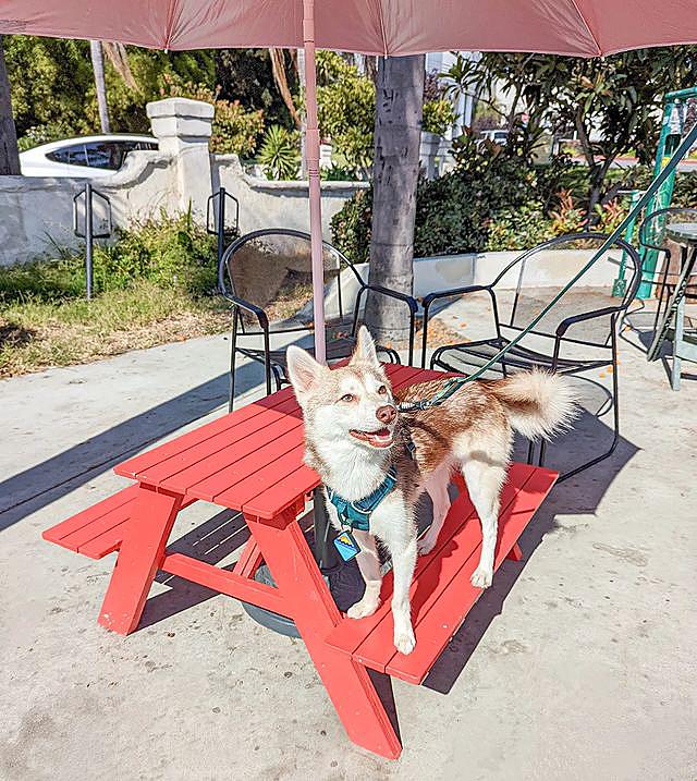 fiile20's tweet photo. puppy sized picnic table ❤️🍦
#DogsOnTwitter 
#dogsoftwitter 
#dogoftheday 
#DogLover 
#doglove 
#woof 
#minihusky
#kleekai
#calidog
#dog
#dogs https://t.co/L8QQrJS3Ky