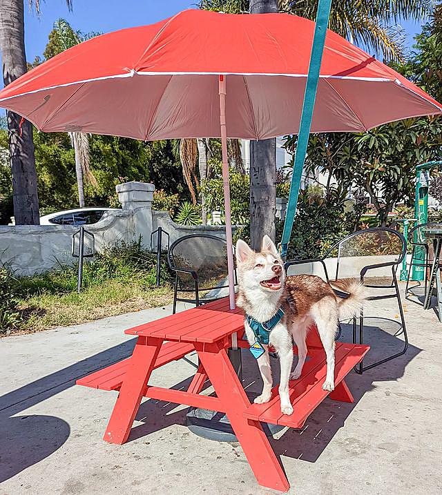 fiile20's tweet photo. puppy sized picnic table ❤️🍦
#DogsOnTwitter 
#dogsoftwitter 
#dogoftheday 
#DogLover 
#doglove 
#woof 
#minihusky
#kleekai
#calidog
#dog
#dogs https://t.co/L8QQrJS3Ky
