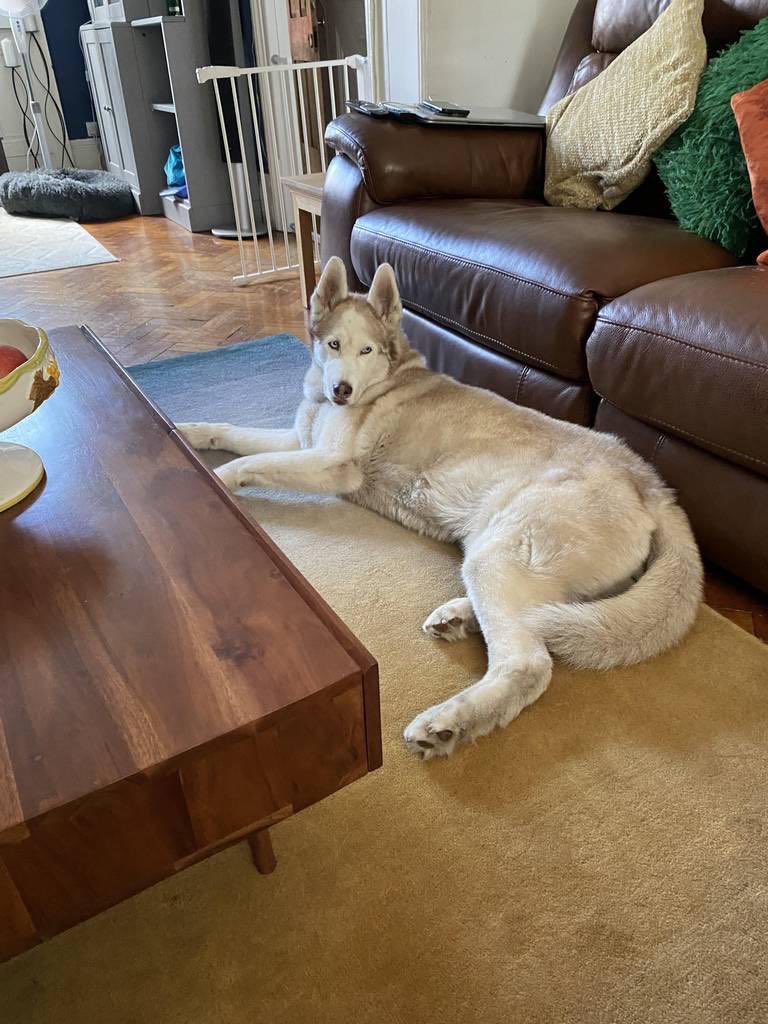 RogueMScott's tweet photo. So happy my baby Kiara is having a good time with her holiday sitters while I’m thousands of miles away from her. Can’t wait to get my doggie cuddles again #dogsitters #husky #roverapp #holidays https://t.co/h3FBWUYAr9