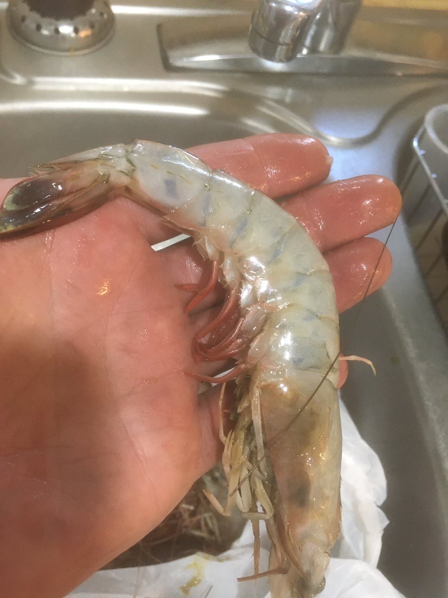 bigoneforfun60's tweet photo. That’s some monster shrimp! #shrimp #grilling #theshrimpman #clevelandms https://t.co/t5prg5uzfG