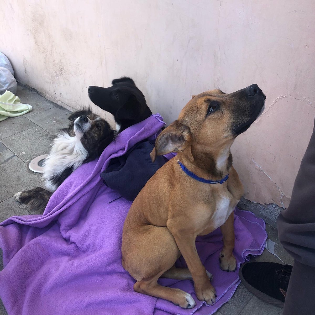 RioCapitalAnima's tweet photo. ✅ 53 esterilizaciones n #Quimiag, 53 vidas cambiadas eso es lo q nos alienta a seguir🐕🐈
Nos alegra saber q en conjunto con los funcionarios del GAD de #Riobamba estamos combatiendo d raíz el maltrato animal. Gracias a todas las personas voluntarias q apoyan esta gran campaña https://t.co/UjUrkylAoj
