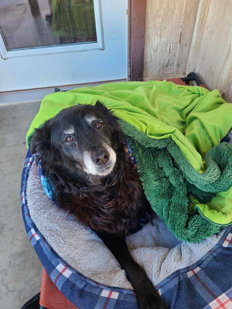 Yaboystrda's tweet photo. Reat in peace to the goodest girl in the whole wide world ❤️❤️ https://t.co/PslK4OwQUz