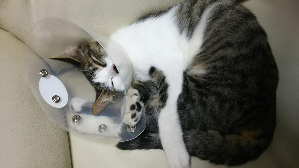 空飛ぶ猫 Ijsoovzdrtixxas Twitter