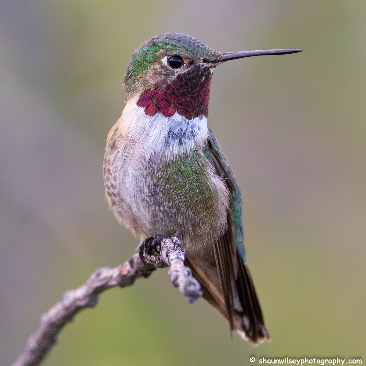 Broad-Tailed Hummingbird. Colorado 8/23/2022. #colorado #coloradophotography #photography #wildlife #wildlifephotography #bird #birds #hummingbird #hummingbirds #broadtailedhummingbird #broadtailedhummingbirds
