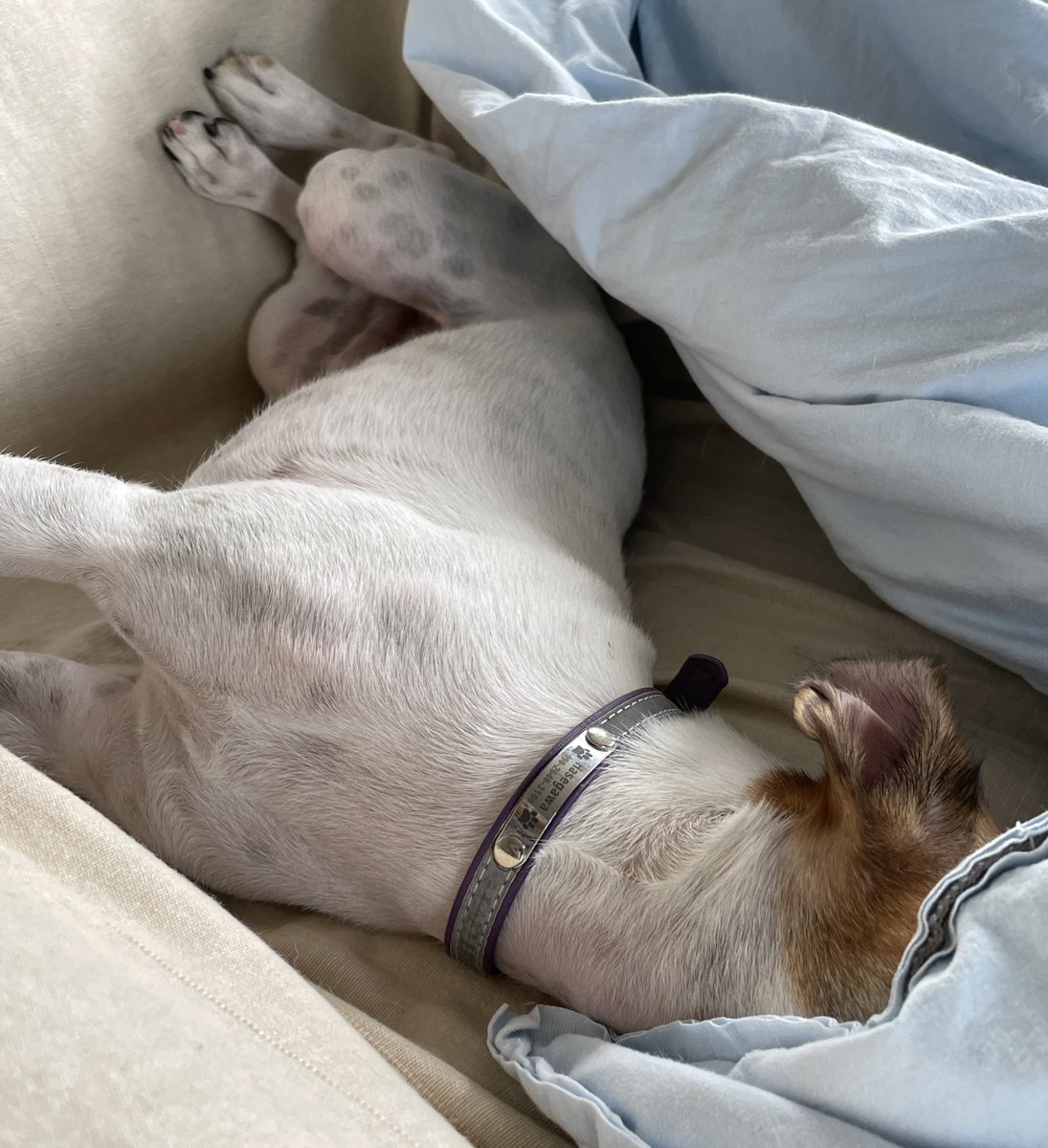2Dogs58460610's tweet photo. おはようございます。
#ジャックラッセルテリア 
#JRT 
#いぬのいる暮らし 
#犬のいる暮らし https://t.co/3sCOD42mKW