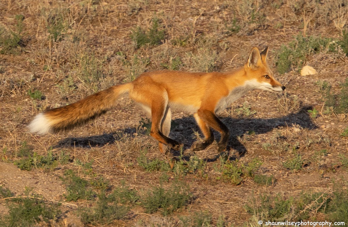 Red Fox trying to catch breakfast. Colorado 8/25/2022. #colorado #coloradophotography #photography #wildlife #wildlifephotography #fox #foxes #foxlovers #redfox #redfoxes #hunting