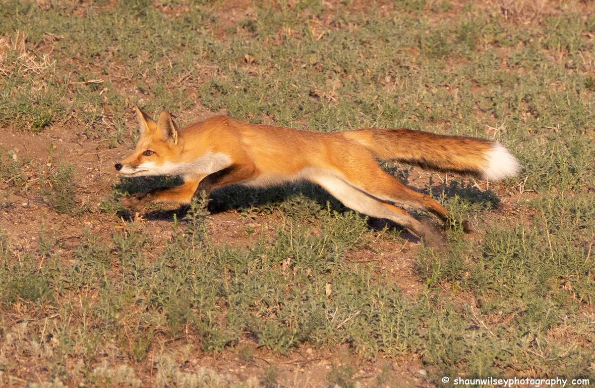 Red Fox trying to catch breakfast. Colorado 8/25/2022. #colorado #coloradophotography #photography #wildlife #wildlifephotography #fox #foxes #foxlovers #redfox #redfoxes #hunting