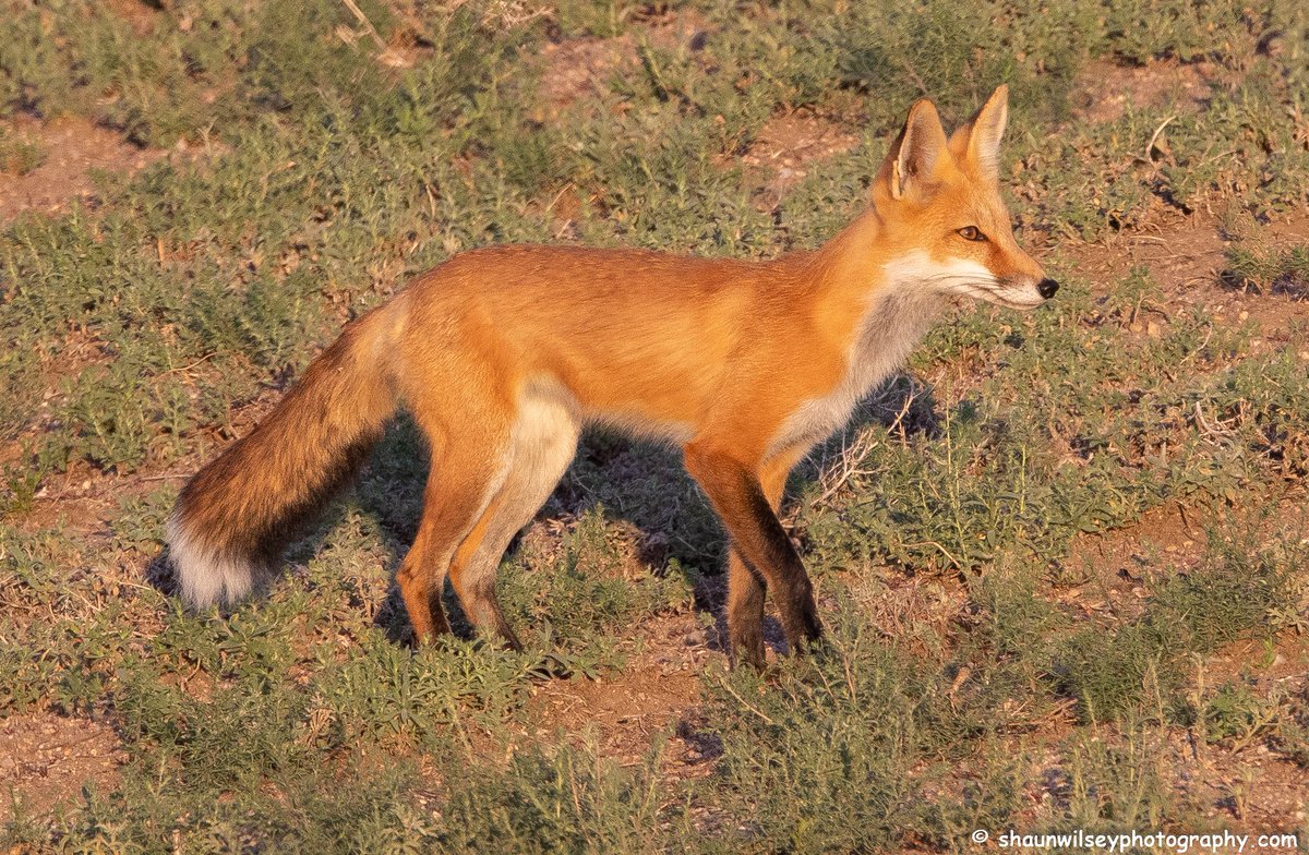 Red Fox stalking Prairie Dogs. Colorado 8/25/2022. #colorado #coloradophotography #photography #wildlife #wildlifephotography #fox #foxes #foxlovers #redfox #redfoxes #hunting