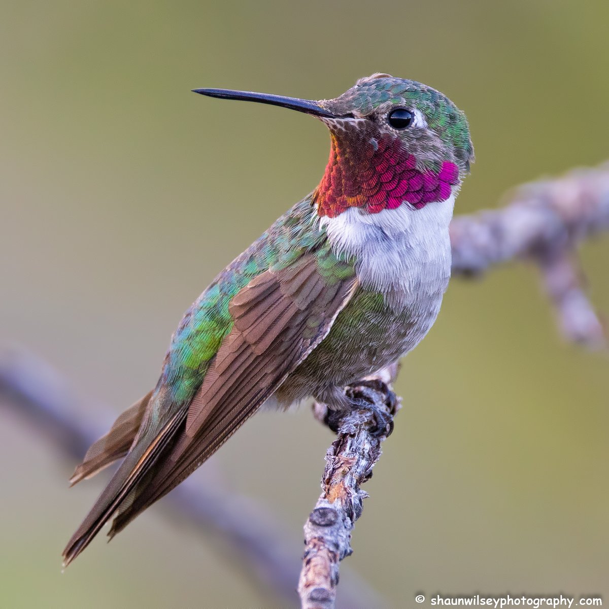 Broad-Tailed Hummingbird. Colorado 8/23/2022. #colorado #coloradophotography #photography #wildlife #wildlifephotography #bird #birds #hummingbird #hummingbirds #broadtailedhummingbird #broadtailedhummingbirds