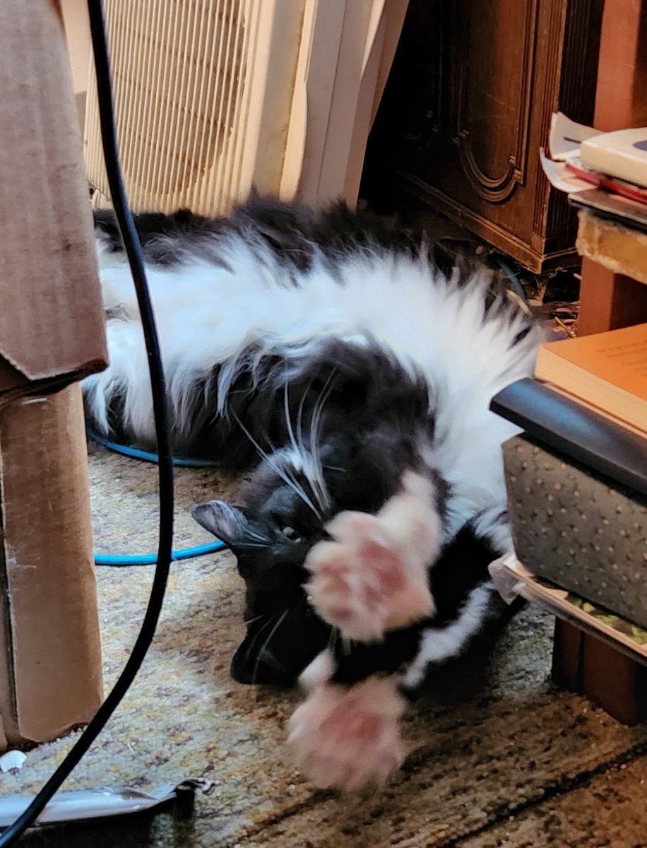 HaggisandNessie's tweet photo. All together now... 1  2  3 ssttrrecchhh - Nessie 
#KeepingLimber #DontOverDoit #TimeToNap #Nessie #TuxiesOfTwitter #AdoptDontShop https://t.co/LoQMF3lIp2