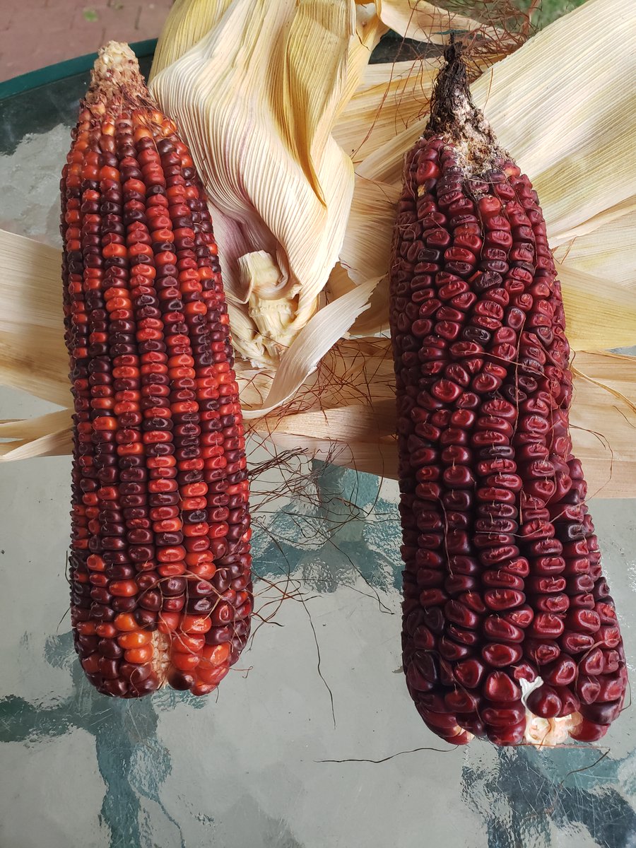 EngineerdSpirit's tweet photo. We harvested some #JimmyRedcorn to roast this week. We’ve done this before with ears still in the milk stage and they had a unique caramel flavor. But these had already become “dent” corn. It won’t be long at all until we’re harvesting and storing this year’s crop #downonthefarm. https://t.co/TnMNfBrAWD
